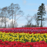 Tulip Festival raises money for Easter Seals