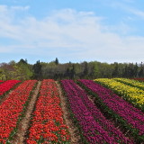 Tulip Festival set for Sunday, May 19th